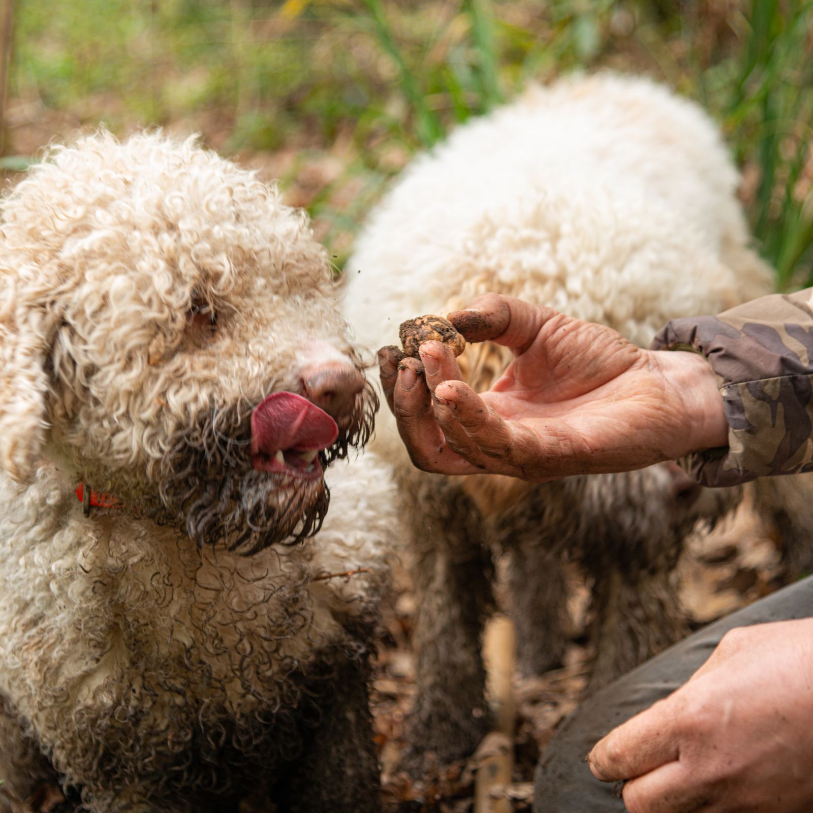 cani da tartufo