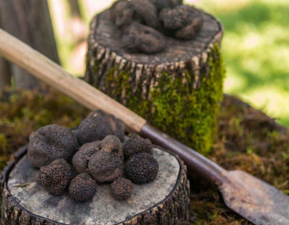 Come nasce un tartufo