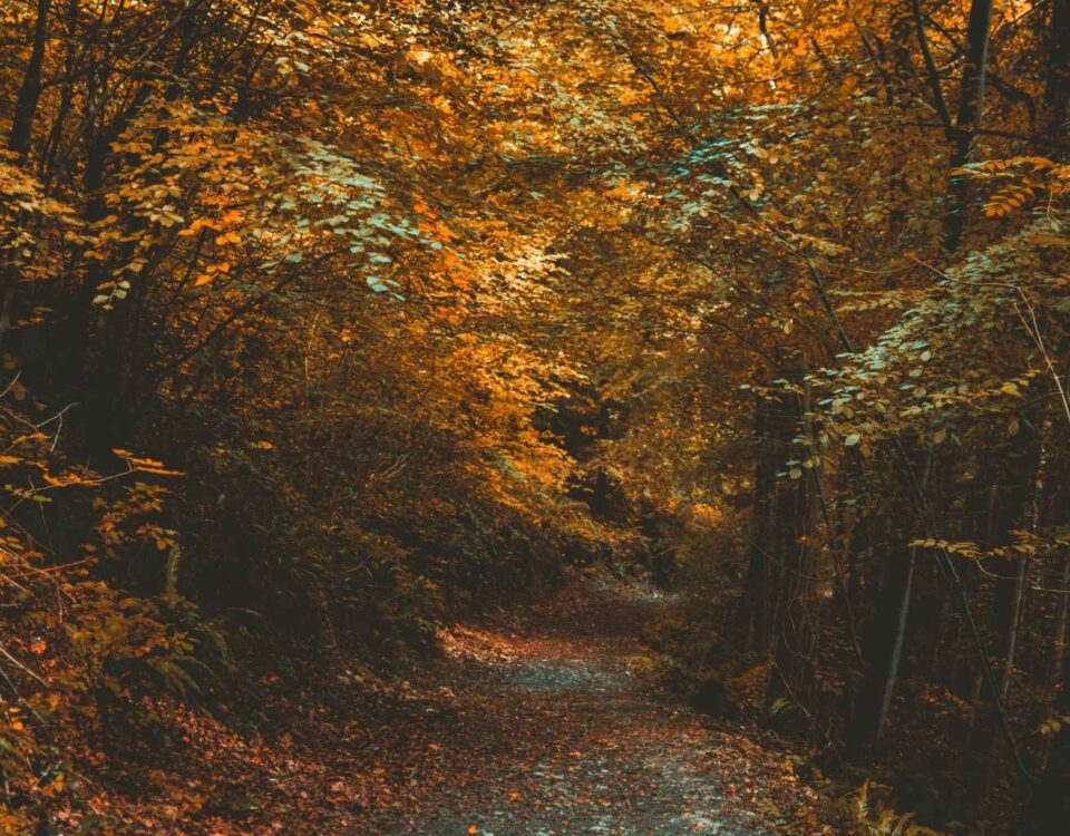 Tartufo in autunno